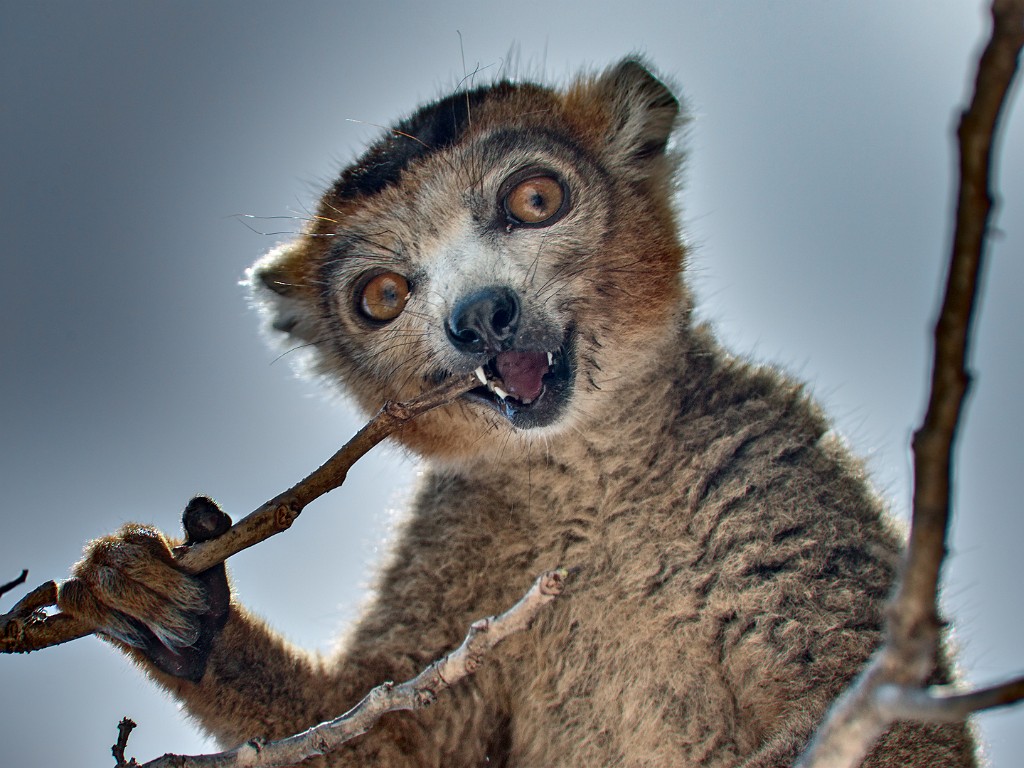 Madagascar 595-1 copia